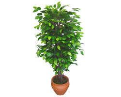 Ficus Benjamin 1,50 cm  Ankara Yenimahalle Akvaryum AVM �i�ek yolla