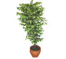 Ficus �zel Starlight 1,75 cm  Ankara Yenimahalle Podium AVM  cicek , cicekci 