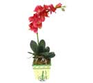 Yapay Phalonepsis Pembe  Ankara Armada AVM g�venli kaliteli h�zl� �i�ek
