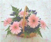 gerbera �i�eklerinde sepet  Ankara Etlik Antares Al��veri� merkezi AVM �i�ek yolla