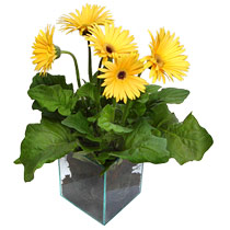 9 adet gerbera �i�egi ve cam tanzim Ankara Yenimahalle Podium AVM  cicek , cicekci 