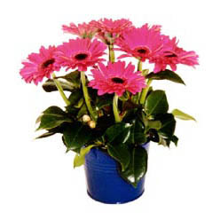 vazo i�erisinde gerbera �i�ekleri  Ankara Yenimahalle Gordion Al��veri� Merkezi AVM online �i�ek g�nderme sipari�