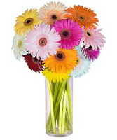 Ankara �ankaya Kentpark Al��veri� Merkezi AVM �i�ek�iler Farkli renklerde 15 adet gerbera �i�egi