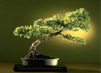 ithal bonsai saksi �i�egi Ankara �ankaya Panora AVM �i�ek�i ma�azas�
