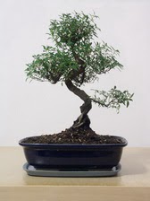 ithal bonsai saksi �i�egi Ankara �ankaya Arcadium Al��veri� Merkezi AVM �i�ek sipari�i