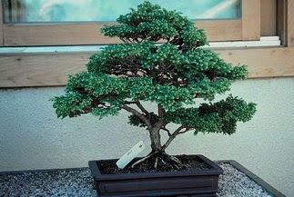 ithal bonsai saksi �i�egi Ankara Yenimahalle Atlantis al��veri� e�lence merkezi AVM �i�ek sipari�i �i�ek�iler