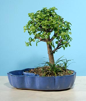 ithal bonsai saksi �i�egi Ankara �ankaya Cepa Al��veri� Merkezi AVM �i�ek�iler
