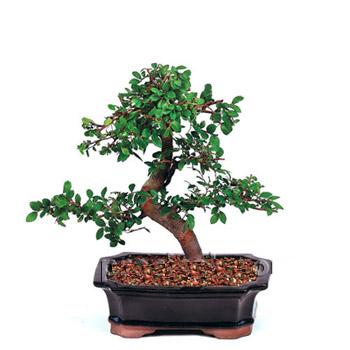 ithal bonsai saksi �i�egi Ankara �ankaya Arcadium Al��veri� Merkezi AVM �i�ek sipari�i