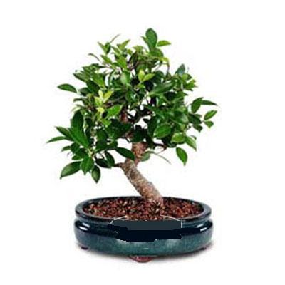 ithal bonsai saksi �i�egi Ankara �ankaya Next Level AVM �i�ek sipari�i sitesi