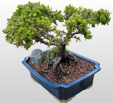 ithal bonsai saksi �i�egi Ankara �ankaya Panora AVM �i�ek�i ma�azas�