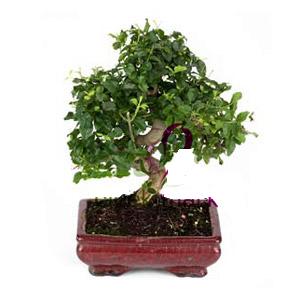 ithal bonsai saksi �i�egi Ankara Yenimahalle Akvaryum AVM �i�ek yolla