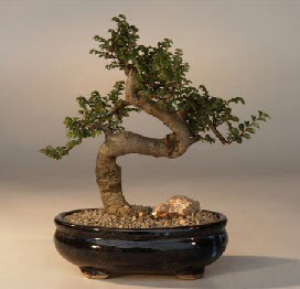 ithal bonsai saksi �i�egi Ankara Yenimahalle Atlantis al��veri� e�lence merkezi AVM �i�ek sipari�i �i�ek�iler