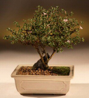 ithal bonsai saksi �i�egi Ankara G�lba�� �ar�� AVM �i�ek ma�azas� , �i�ek�i adresleri