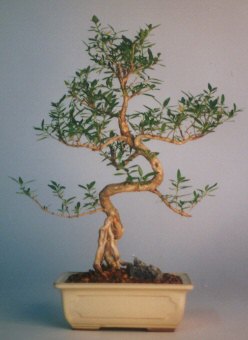 Ankara �ankaya Taurus AVM �i�ek�iler �i�ek sat��� ithal bonsai saksi �i�egi Ankara �ankaya Arcadium Al��veri� Merkezi AVM �i�ek sipari�i