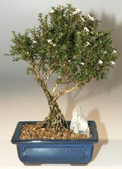 Ankara �ankaya K�z�lay Al��veri� Merkezi AVM �i�ek �i�ek�i , �i�ek�ilik  ithal bonsai saksi �i�egi Ankara Yenimahalle Gordion Al��veri� Merkezi AVM online �i�ek g�nderme sipari�