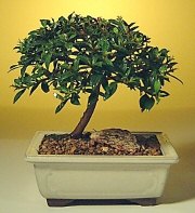 Ankara �ankaya Karum i� ve al��veri� merkezi AVM ucuz �i�ek g�nder ithal bonsai saksi �i�egi Ankara Yenimahalle Podium AVM  cicek , cicekci 