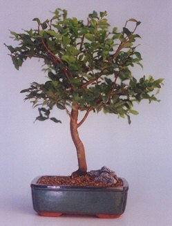 Ankara �ankaya Karum i� ve al��veri� merkezi AVM ucuz �i�ek g�nder ithal bonsai saksi �i�egi Ankara Yenimahalle Akvaryum AVM �i�ek yolla