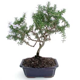 ithal bonsai saksi �i�egi Ankara �ankaya Ankamall AVM �i�ek�i telefonlar�