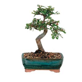 Ankara Ke�i�ren Forum Outlet AVM �i�ek�i �i�ek sipari�i ithal bonsai saksi �i�egi Ankara FTZ Al��veri� merkezi AVM �i�ek�iler �i�ek g�nder