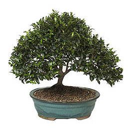 Ankara �ankaya Karum i� ve al��veri� merkezi AVM ucuz �i�ek g�nder ithal bonsai saksi �i�egi Ankara FTZ Al��veri� merkezi AVM �i�ek�iler �i�ek g�nder
