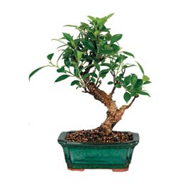 Ankara �ankaya Next Level AVM �i�ek sipari�i sitesi ithal bonsai saksi �i�egi Ankara Sincan Gimsa AVM �i�ek online �i�ek sipari�i