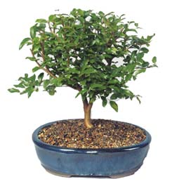 Ankara �ankaya Panora AVM �i�ek�i ma�azas� ithal bonsai saksi �i�egi Ankara Yonca Al��veri� Merkezi AVM online �i�ek�i , �i�ek sipari�i