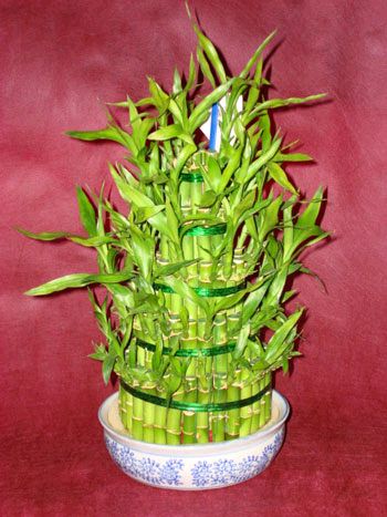 Lucky Bamboo sans melegi �i�egi Ankara �ankaya Next Level AVM �i�ek sipari�i sitesi