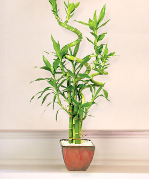 Lucky Bamboo sans melegi �i�egi Ankara Yenimahalle Gordion Al��veri� Merkezi AVM online �i�ek g�nderme sipari�
