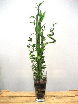 Lucky Bamboo sans melegi �i�egi Ankara Yenimahalle Podium AVM  cicek , cicekci 