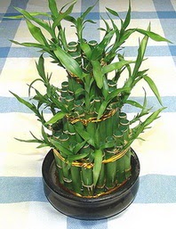 Lucky Bamboo sans melegi �i�egi Ankara �ankaya Cepa Al��veri� Merkezi AVM �i�ek�iler