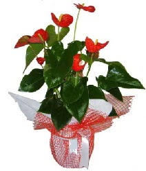 Antoryum saks� i� mekan s�s bitkisi Ankara Eryaman G�ksu AVM �i�ek servisi , �i�ek�i adresleri