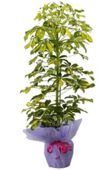 Schefflera Tekli �� mnekan saks� �i�e�i Ankara �ankaya Panora AVM �i�ek�i ma�azas�