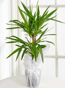 2 li yucca saks� i� mekan bitkisi Ankara �ankaya Taurus AVM �i�ek�iler �i�ek sat���