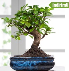 Bonsai japon a�ac� Ankara �ankaya Taurus AVM �i�ek�iler �i�ek sat���