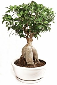 Bonsai japon a�ac� yaprak d�kmeyen Ankara Etlik Antares Al��veri� merkezi AVM �i�ek yolla