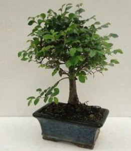 Bonsai saks� bitkisi japon a�ac� Ankara Yenimahalle Akvaryum AVM �i�ek yolla