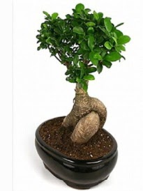 Bonsai saks� bitkisi japon a�ac� Ankara �ankaya Next Level AVM �i�ek sipari�i sitesi