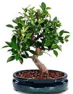 5 ya��nda japon a�ac� bonsai bitkisi Ankara Yenimahalle Akvaryum AVM �i�ek yolla