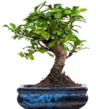 5 ya��nda japon a�ac� bonsai bitkisi Ankara �ankaya Taurus AVM �i�ek�iler �i�ek sat���