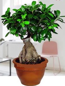 5 ya��nda japon a�ac� bonsai bitkisi Ankara Yenimahalle Gordion Al��veri� Merkezi AVM online �i�ek g�nderme sipari�