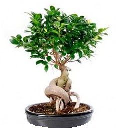 Bonsai Japon a�ac� saks� bitkisi Ankara Yenimahalle Atlantis al��veri� e�lence merkezi AVM �i�ek sipari�i �i�ek�iler