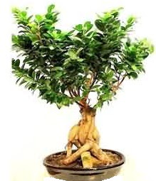 Bonsai Japon a�ac� saks� bitkisi Ankara �ankaya Next Level AVM �i�ek sipari�i sitesi