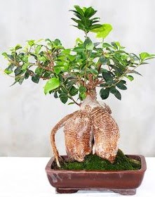 Japon a�ac� bonsai saks� bitkisi Ankara �ankaya Karum i� ve al��veri� merkezi AVM ucuz �i�ek g�nder