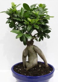bonsai japon a�ac� saks� �i�e�i Ankara Eryaman G�ksu AVM �i�ek servisi , �i�ek�i adresleri