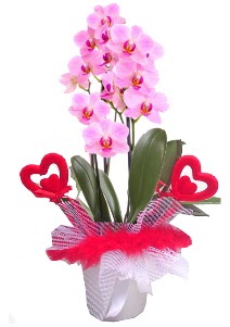 2 dall� mor orkide 2 kalp �ubuk Ankara Ke�i�ren Forum Outlet AVM �i�ek�i �i�ek sipari�i