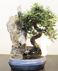 Japon a�ac� bonsai saks� bitkisi sat��� Ankara ATG Ankara Tren Gar� AVM �i�ek sat���