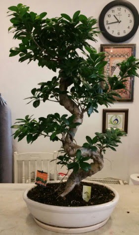 100 cm y�ksekli�inde dev bonsai japon a�ac� Ankara Mamak Nata Vega AVM �i�ek�iler