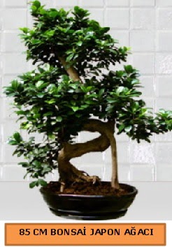85 CM Japon a�ac� Bonsai saks� bitkisi Ankara �ankaya Karum i� ve al��veri� merkezi AVM ucuz �i�ek g�nder
