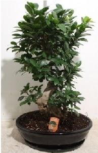 75 CM Ginseng bonsai Japon a�ac� Ankara Ke�i�ren Forum Outlet AVM �i�ek�i �i�ek sipari�i