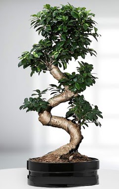 90 CM Japon A�ac� Bonsai saks� �i�e�i Ankara Armada AVM g�venli kaliteli h�zl� �i�ek